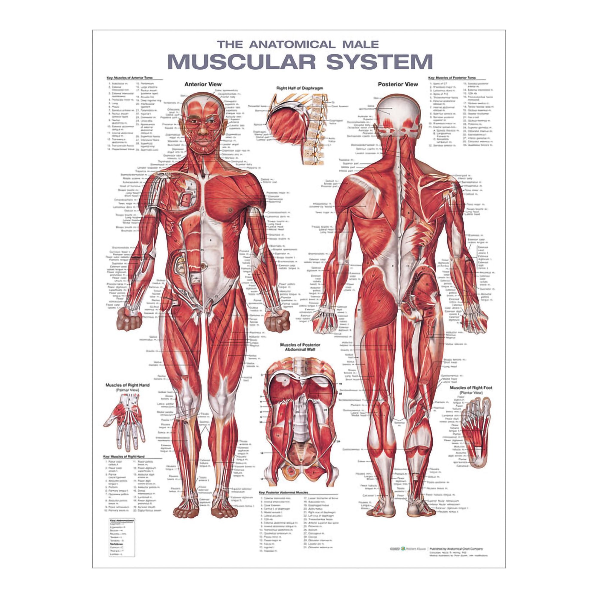 Wolters Kluwer Health Inc Anatomical Male Muscular System Chart (1 Unit)